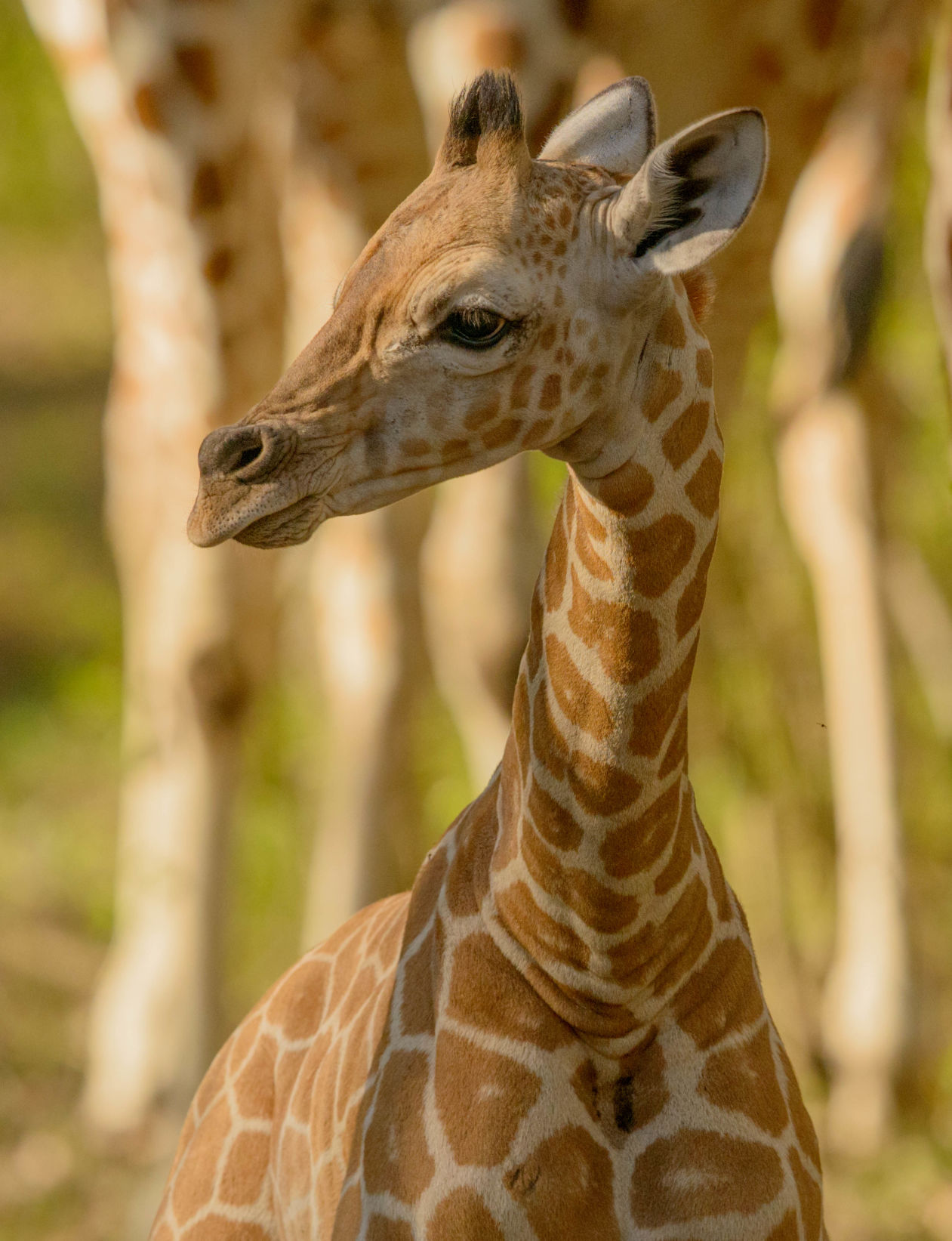no.babygiraffe.030318.010